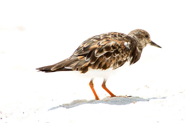 A Ruddy Turnstone (Arenaria interpres) shorebird standing on bright white sand, isolated against a high-key background. The bird displays its brown, black, and white plumage with its beak open.