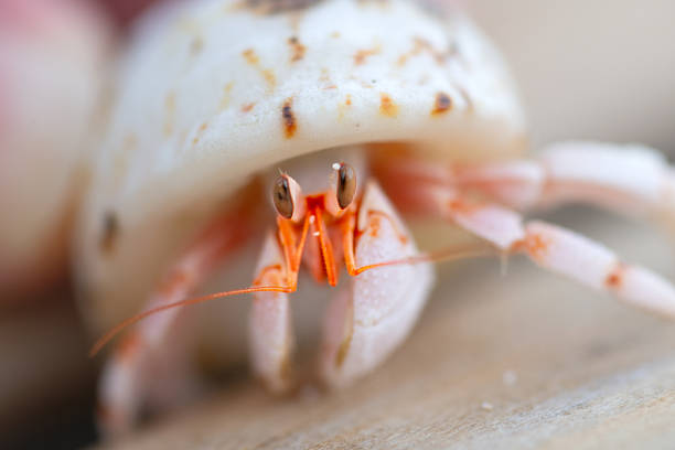 Fotografía macro de un cangrejo hermitaño con el fondo desenfocado