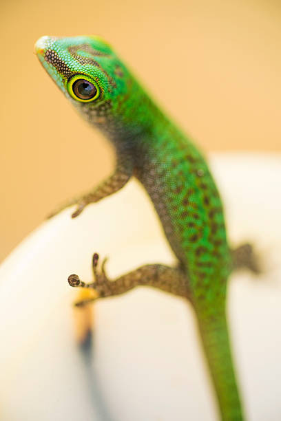Leopard Gecko in close up image, with white background and amazing vivid colors.