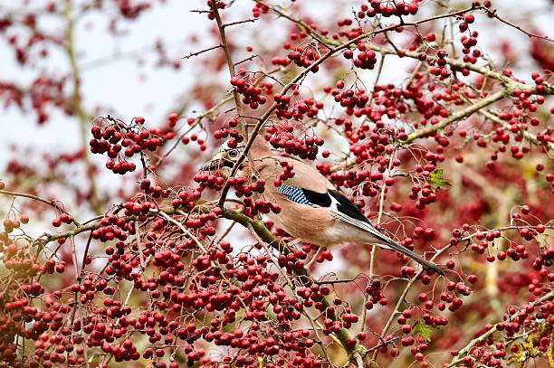 istock Jay woodland bird perched on a berry covered bush 2244968568