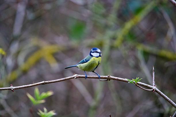istock Bluetit woodland bird perched on a branch 2244968579