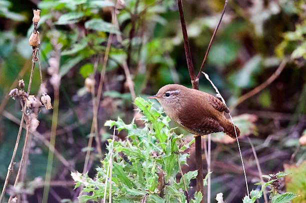 Wren -Troglodytes troglodytes upon a wooden plank in an English Woodland in Lancashire in August on a misty morning