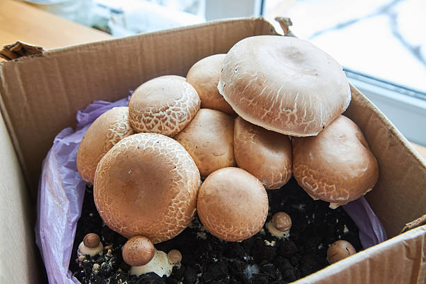 istock growing mushrooms champignon at home 2244968847