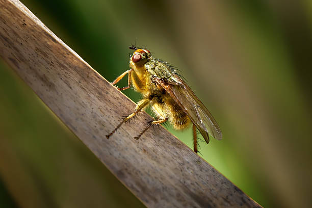 Yellow Dung Fly (Scathophaga stercoraria) sitting backlit on a weathered reed leaf - Schwenninger Moos, Germany