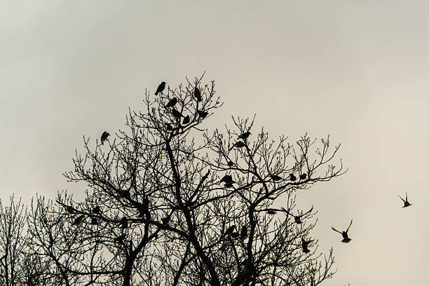 A group of birds perched on the branches of a leafless winter tree, silhouetted dramatically against a pale sky as some take flight.