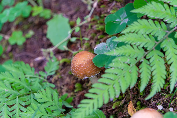 A close-up macro shot of a small, textured brown mushroom growing among green ferns and clover leaves on the dark soil of a forest floor.