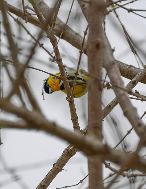 istock Common Iora in Yala National Park, Sri Lanka 2244971595