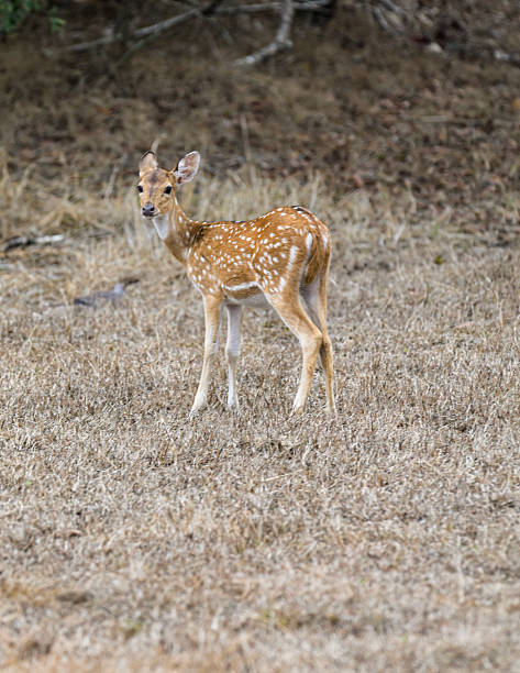 istock Spotted deer family in Yala national Park 2244971861