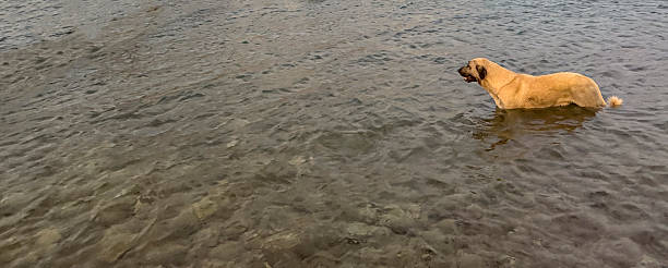 A black dog on the shore of a rocky lake