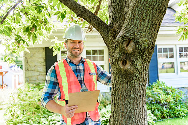 istock man with hard hat standing in front of a tree inspect 2244973933