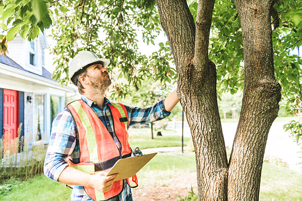 istock man with hard hat standing in front of a tree inspect 2244973935