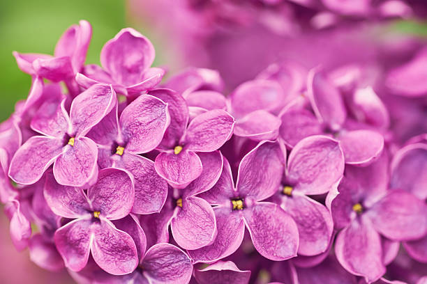 istock Beautiful defocused abstract background with purple lilac macro flowers and copy space. Macro photography. 2244974009