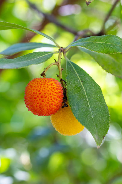 istock Arbutus unedo - Strawberry tree, Chorleywood 2244974982