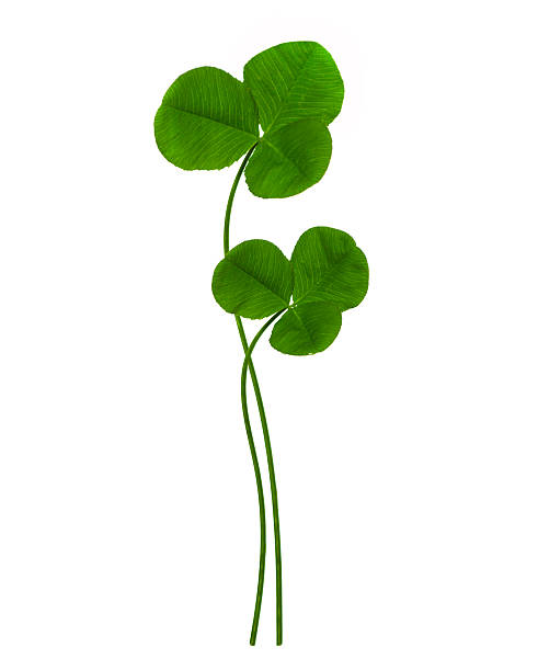 Lucky four leaf clover symbolizing luck, fortune, and prosperity. For St Patrick's Day or good luck.