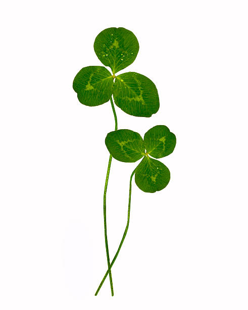 istock St.Patrick 's Day. Clover. Leaves isolated on white background. 2244975072