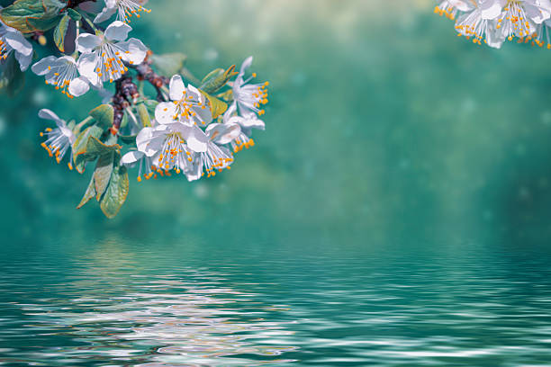 istock Blossoming branch cherry. Bright colorful spring flowers 2244975137