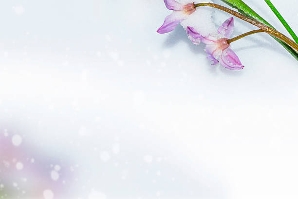 istock snowdrop flower growing in snow in early spring forest 2244975225