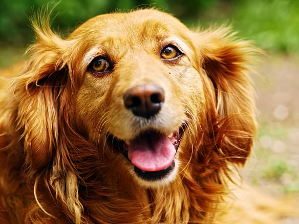 istock Portrait of Border Collie Dog 2244975896