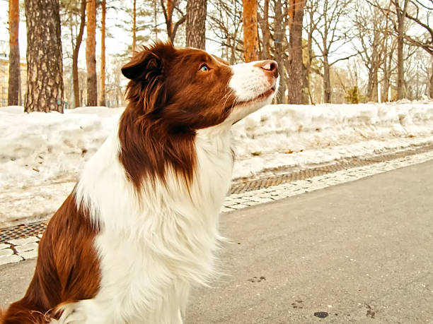 Portrait of Border Collie Dog