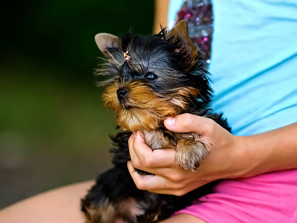 istock Portrait of Yorkshire Terrier Dog 2244976106