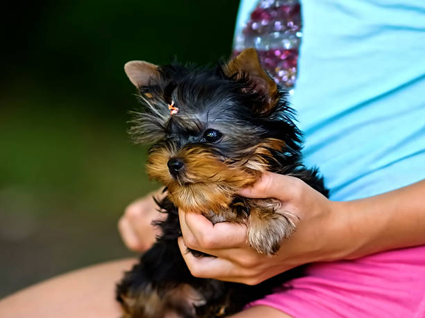istock Portrait of Yorkshire Terrier Dog 2244976119