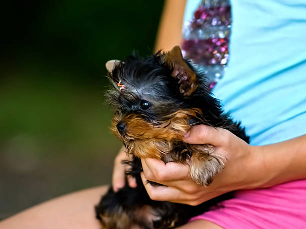 istock Portrait of Yorkshire Terrier Dog 2244976131