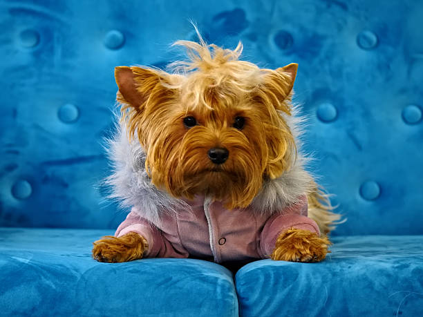 Portrait of Yorkshire Terrier Dog