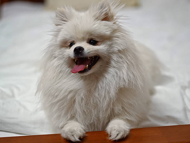 istock Portrait of Pomeranian Spitz Dog 2244976648