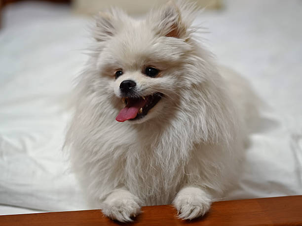 istock Portrait of Pomeranian Spitz Dog 2244976656