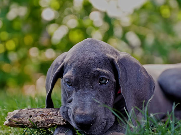 istock Portrait of Great Dane Dog 2244976793