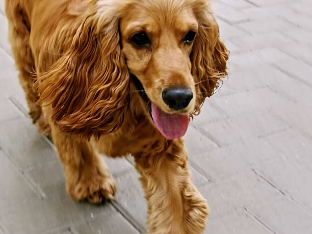istock Portrait of Cocker Spaniel Dog 2244977015