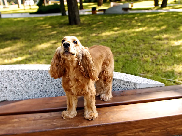 istock Portrait of Cocker Spaniel Dog 2244977056