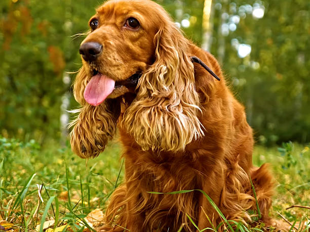 istock Portrait of Cocker Spaniel Dog 2244977082