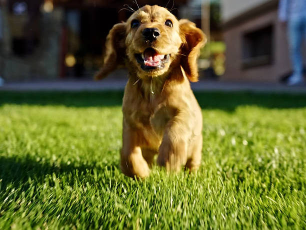 istock Portrait of Cocker Spaniel Dog 2244977085