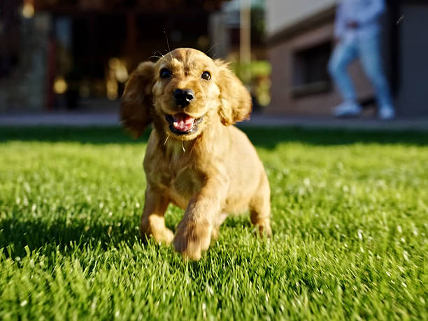 istock Portrait of Cocker Spaniel Dog 2244977101
