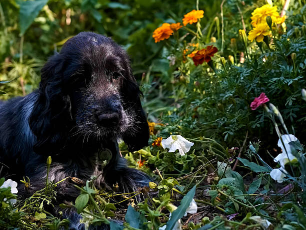 Portrait of Cocker Spaniel Dog