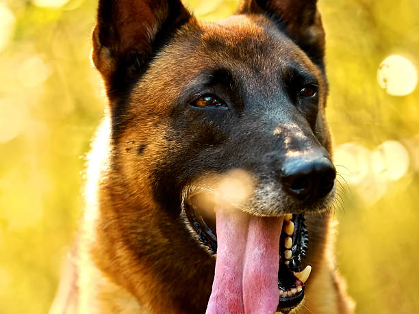Portrait of a young female Belgian Malinois in the woods. Summertime.