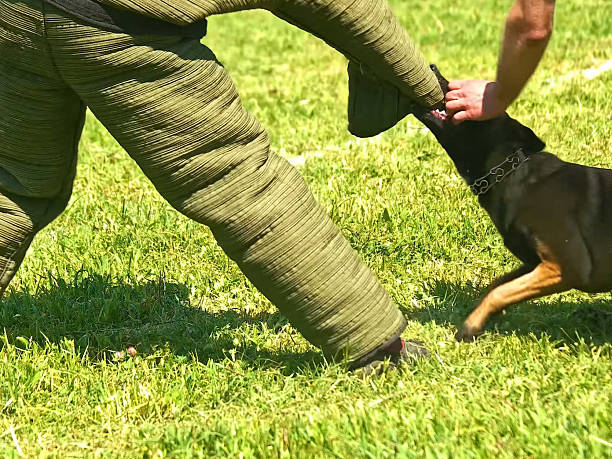 Portrait of Belgian Malinois Dog training