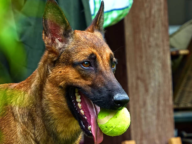 German Shepherd pulls a ball on a rope with his teeth