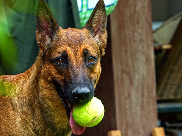 Portrait of Belgian Malinois Dog training