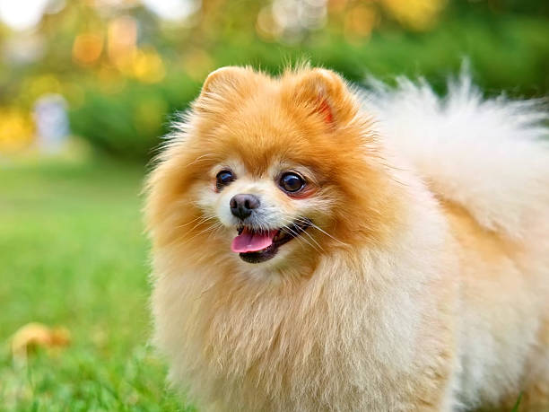 istock Portrait of Pomeranian Spitz Dog 2244979059