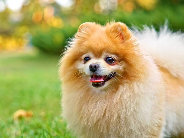 istock Portrait of Pomeranian Spitz Dog 2244979080