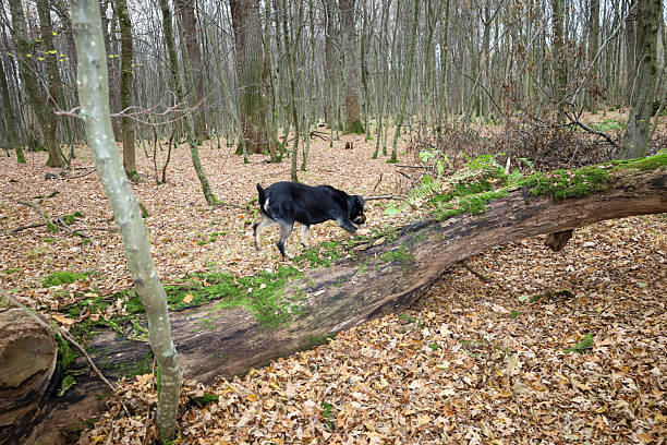 Jack Russell sniffing in autumn woodland