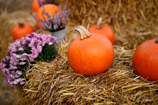istock Pumpkins, hay, and chrysanthemums. 2244981320