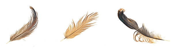 istock feather of a hen on a transparent isolated background. 2244982828