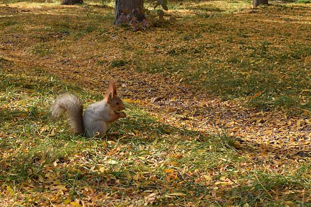 istock A squirrel with a bushy tail is gnawing on a nut 2244983986