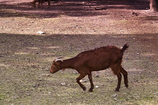 istock Goat running across a grassy area in a natural setting during the daytime 2244985410