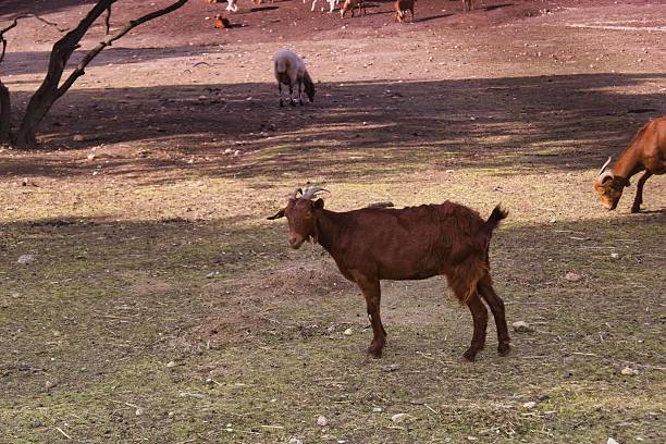 A brown goat wanders through a grassy area under a tree. Other goats can be seen grazing in the background, enjoying the warm sunlight.