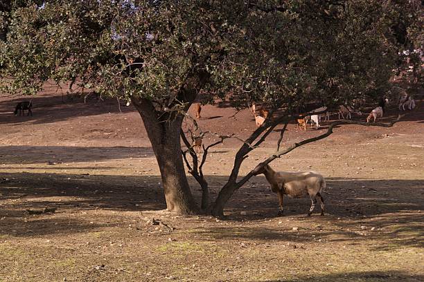 A goat is nibbling leaves from a low hanging branch of a tree in a sunny pasture. Other goats are spread out in the area, enjoying the warm day.