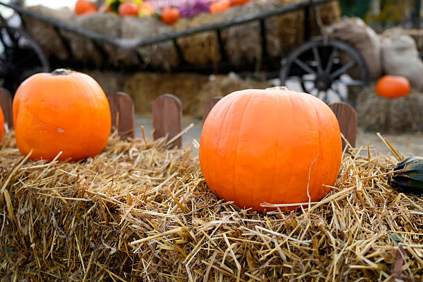 istock Pumpkins laid in straw, an autumn landscape. 2244987429